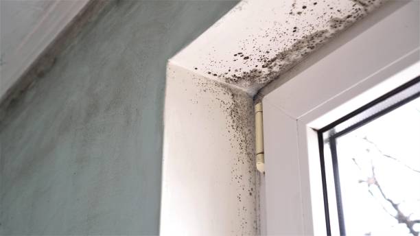Best Mold Testing and Inspection Services in John Day, OR