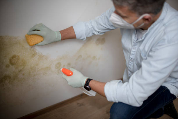 Best DIY Mold Remediation Support Services in John Day, OR